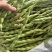 云南精品大青豆四季豆小金豆原产区直销全国发货