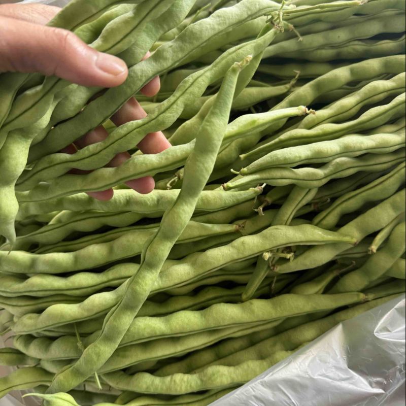 云南精品大青豆四季豆小金豆原产区直销全国发货