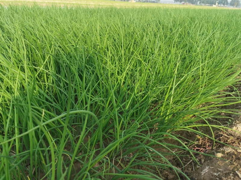 芥菜疙瘩上市中，产区货源稳定，支持货运服务