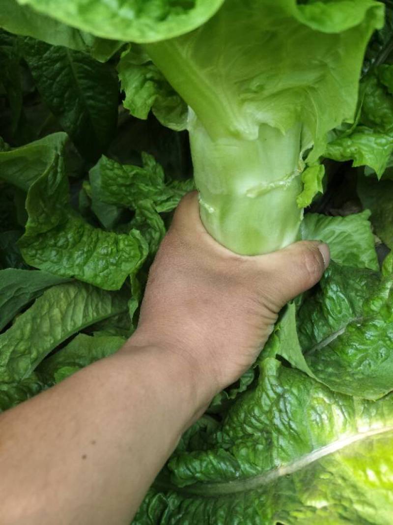 莴苣
