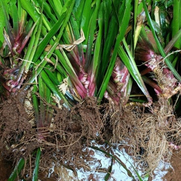 红心大叶石菖蒲种苗