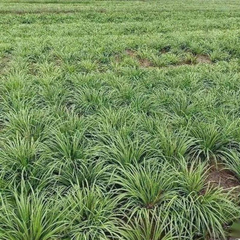 红心大叶石菖蒲种苗