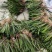红心大叶石菖蒲种苗