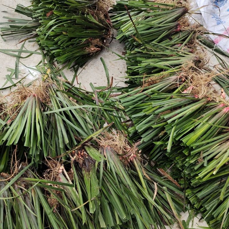 红心大叶石菖蒲种苗