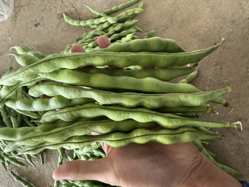 云南精品大青豆四季豆小金豆原产区直销全国发货