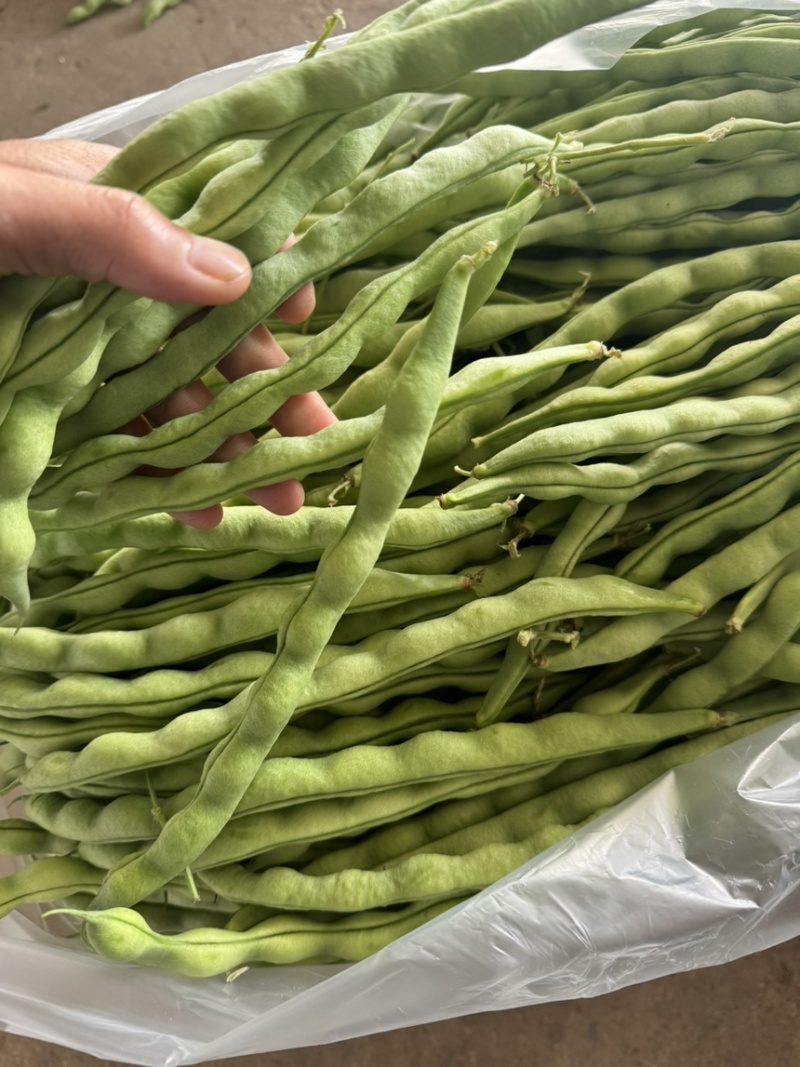 云南精品大青豆四季豆小金豆原产区直销全国发货