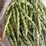 云南精品大青豆四季豆小金豆原产区直销全国发货