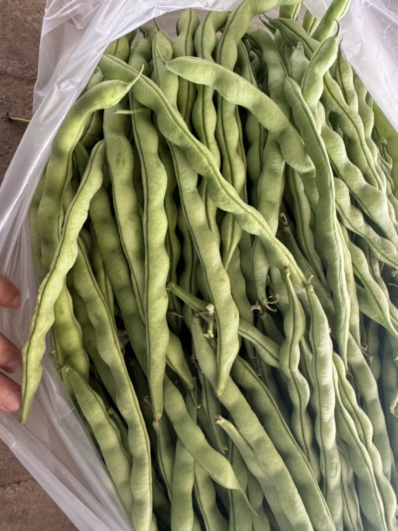 云南精品大青豆四季豆小金豆原产区直销全国发货
