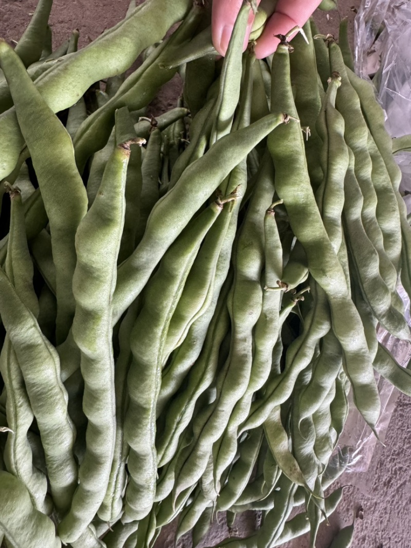 云南精品大青豆四季豆小金豆原产区直销全国发货