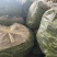 云南精品大青豆四季豆小金豆原产区直销全国发货