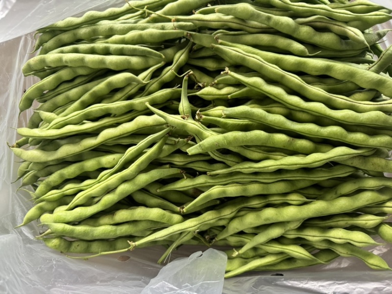 云南精品大青豆四季豆小金豆原产区直销全国发货