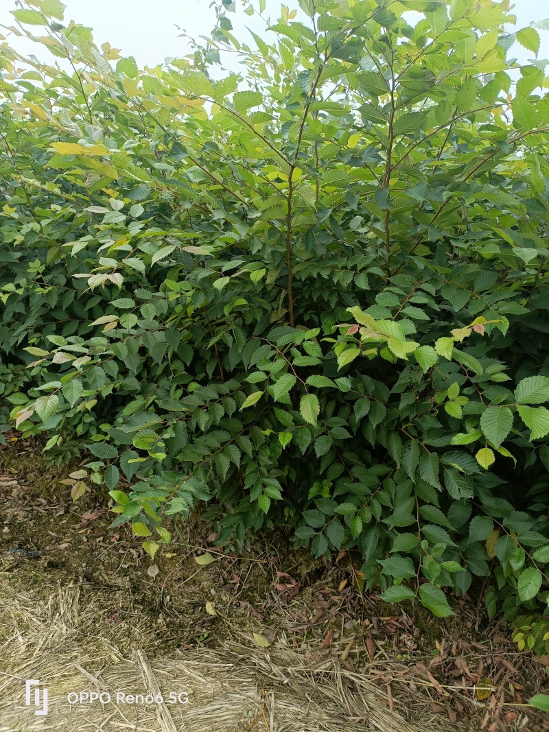 红榉小苗0.3~1cm
