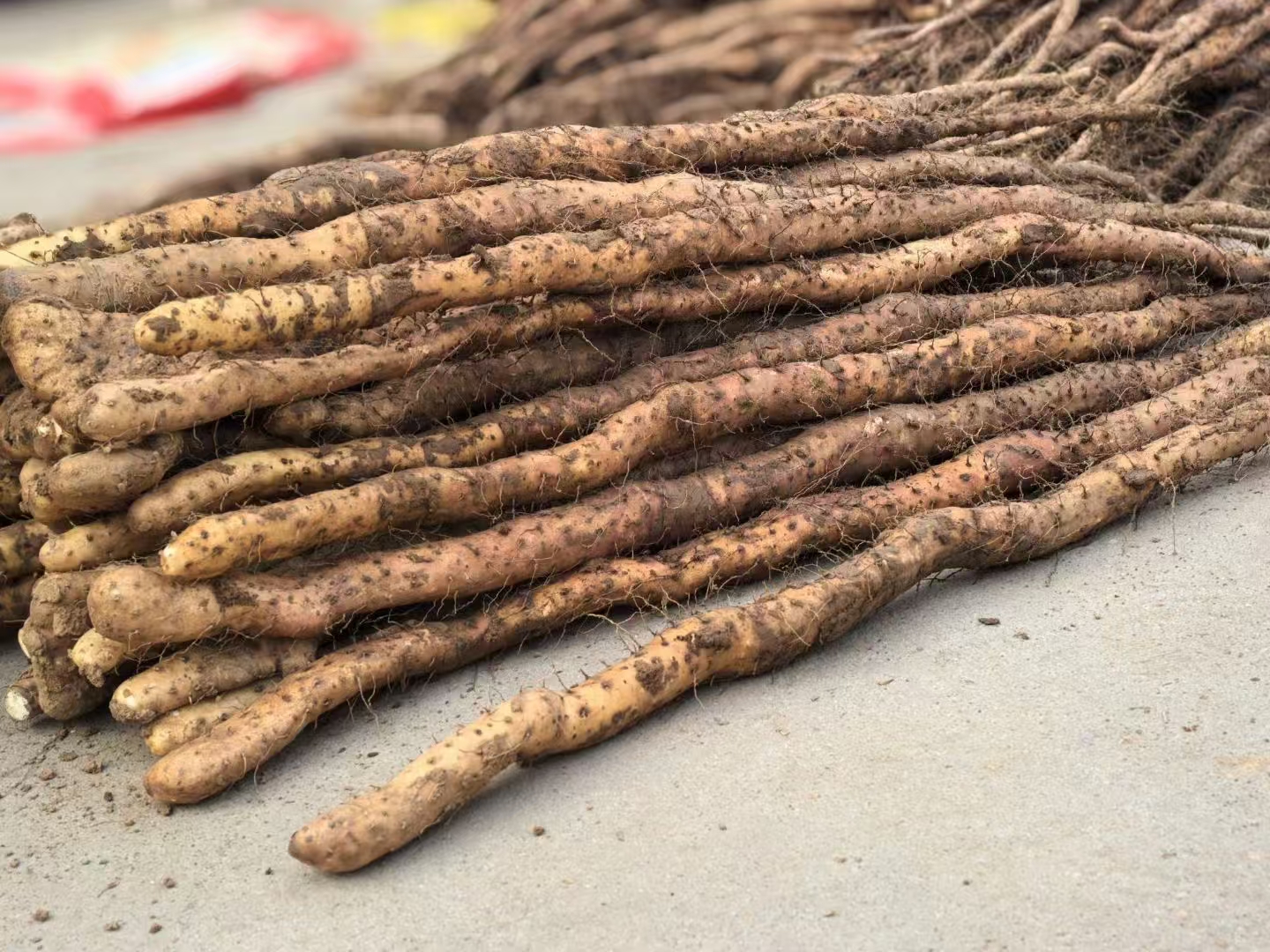 铁棍山药整体外观特写