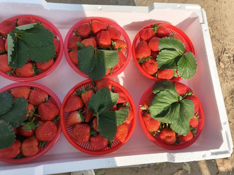 郑州市中牟县万亩草莓产地，质量好价格美丽欢迎大家来采购。
