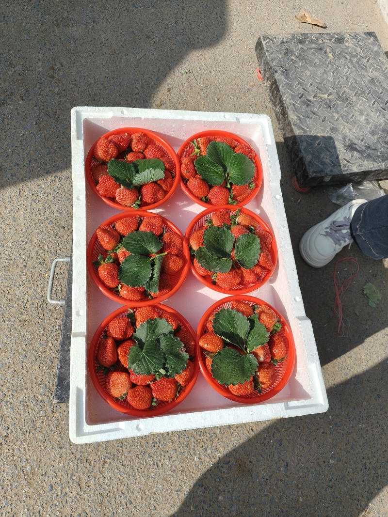 郑州市中牟县万亩草莓产地，质量好价格美丽欢迎大家来采购。