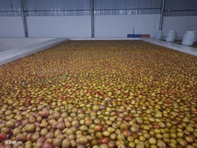 云南红河特产酸甜水泡梨水果梨罐头量大从优