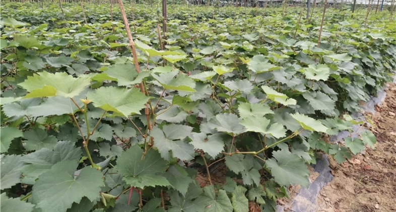 红提葡萄小苗在田间定植后整齐排列,正在进行搭架引蔓 红提葡萄小苗定植现场图