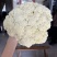 白色有机花60天品种少量上市啦，欢迎来撩