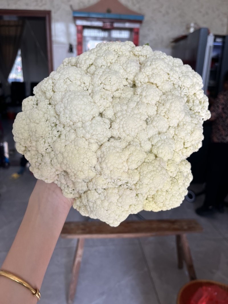 白色有机花60天品种少量上市啦，欢迎来撩