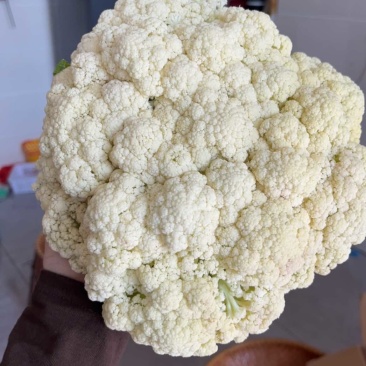 白色有机花60天品种少量上市啦，欢迎来撩