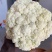 白色有机花60天品种少量上市啦，欢迎来撩