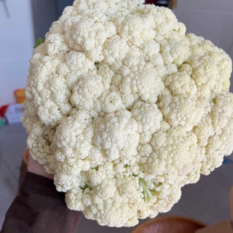白色有机花60天品种少量上市啦，欢迎来撩