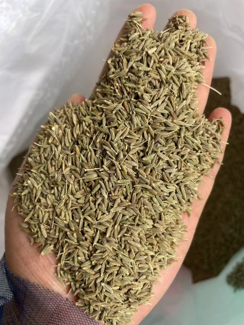 孜然印度，香味浓郁,颜色绿，干度好把短烧烤常备
