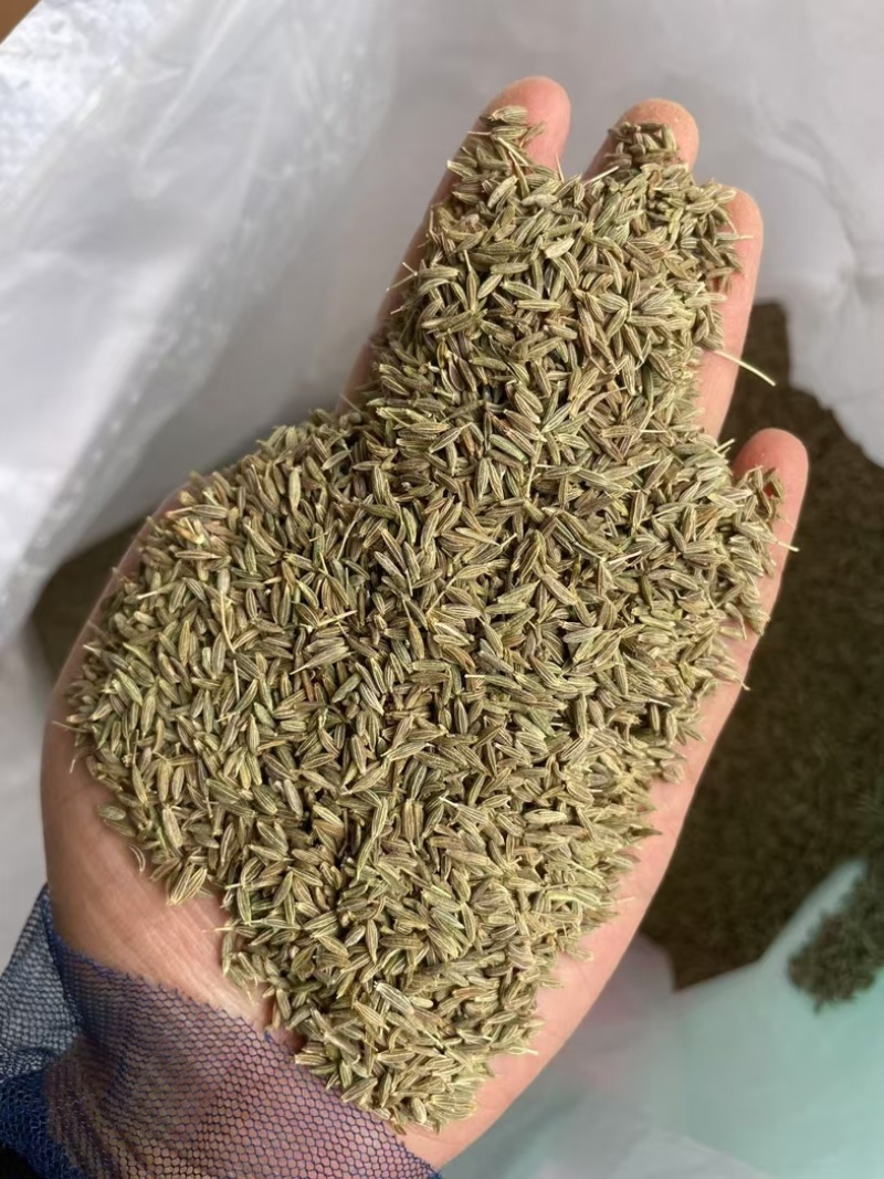 孜然印度，香味浓郁,颜色绿，干度好把短烧烤常备