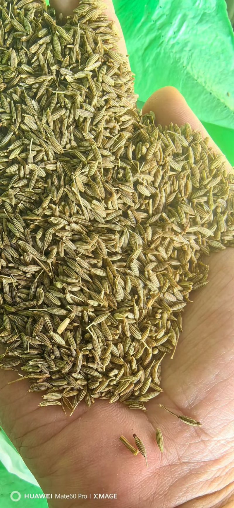 孜然印度，香味浓郁,颜色绿，干度好把短烧烤常备