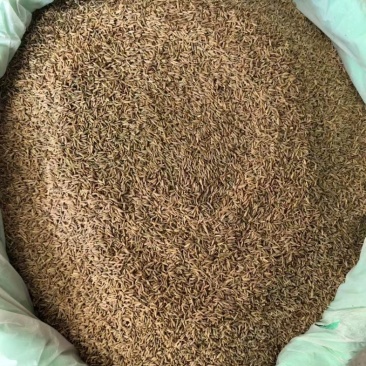 孜然印度，香味浓郁,颜色绿，干度好把短烧烤常备