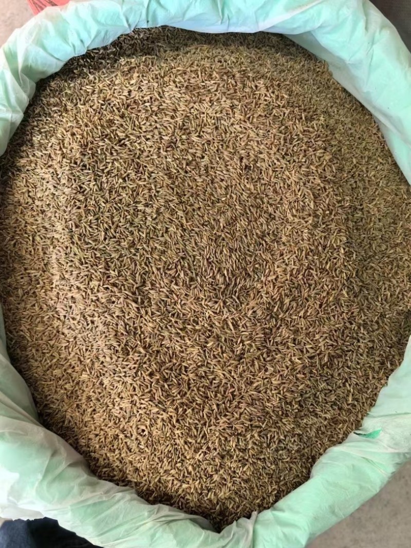 孜然印度，香味浓郁,颜色绿，干度好把短烧烤常备