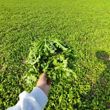 农户自种荠菜千亩新鲜荠荠菜