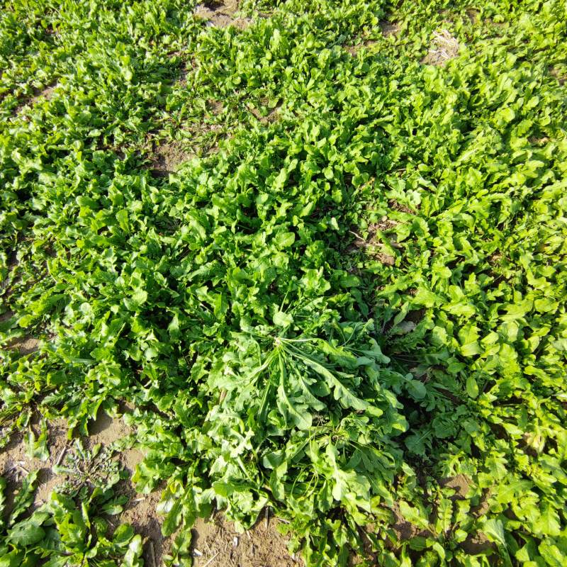 农户自种荠菜千亩新鲜荠荠菜
