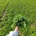 农户自种荠菜千亩新鲜荠荠菜