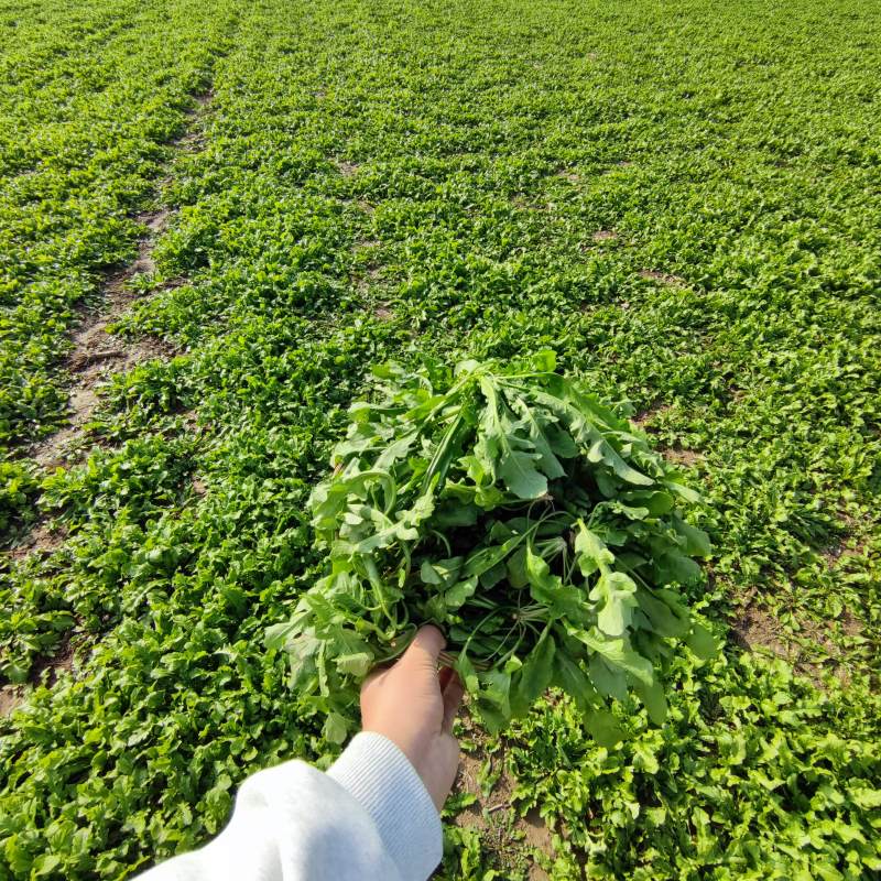 农户自种荠菜千亩新鲜荠荠菜