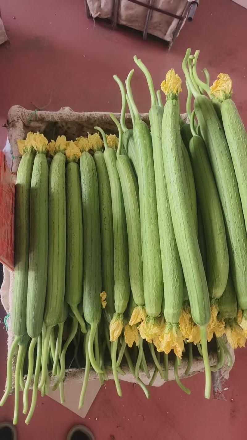 常年代收寿光精品丝瓜，大量上市，支持定制包装