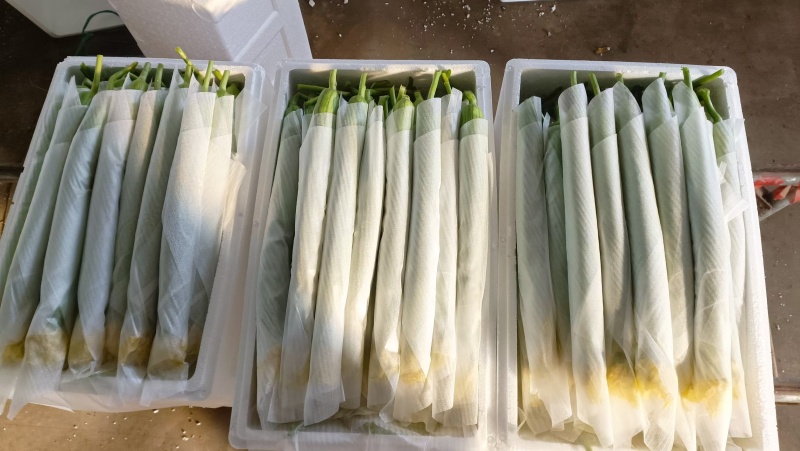 常年代收寿光精品丝瓜，大量上市，支持定制包装
