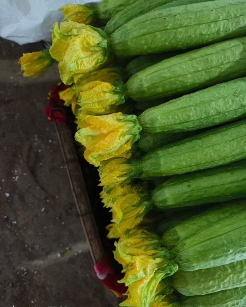 常年代收寿光精品丝瓜，大量上市，支持定制包装