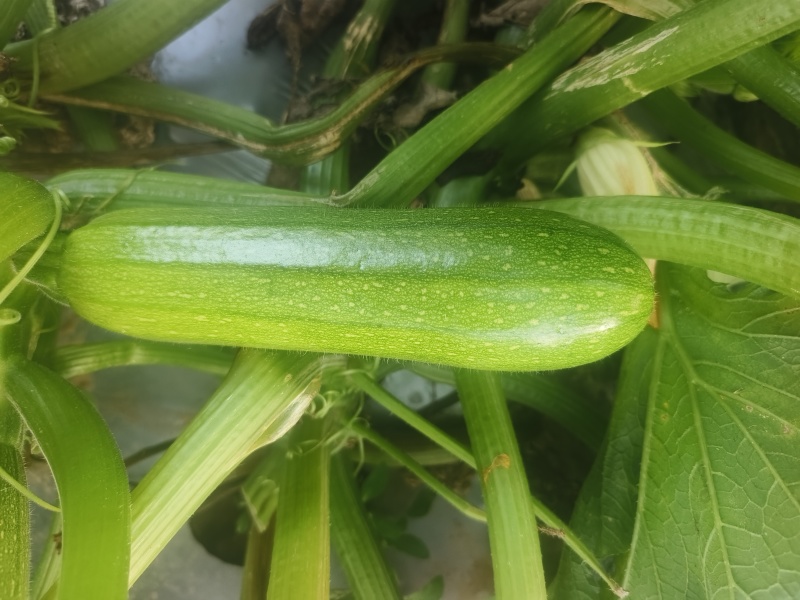 绿皮西葫芦大量供应对接商超市场欢迎电话联系