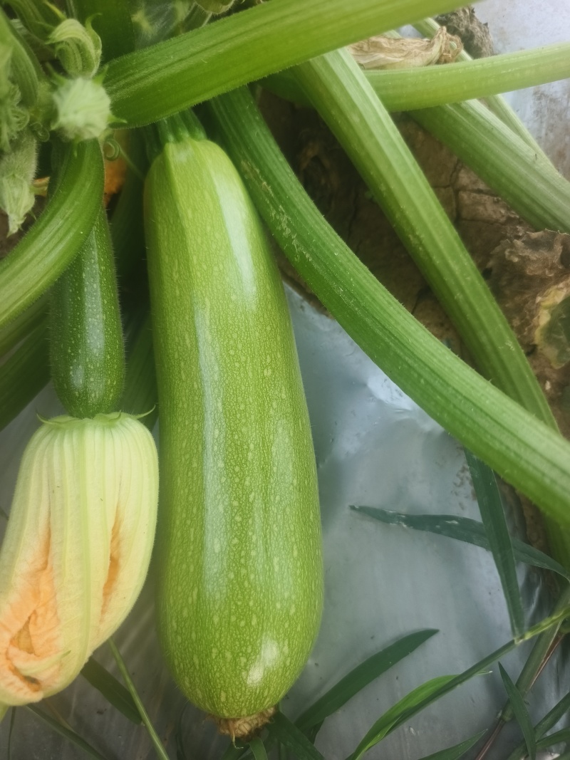 绿皮西葫芦大量供应对接商超市场欢迎电话联系