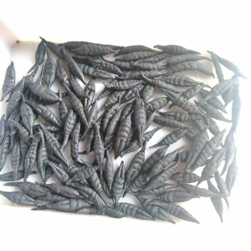 医蛭干货，冻干货，冻货，大量在售，**规格