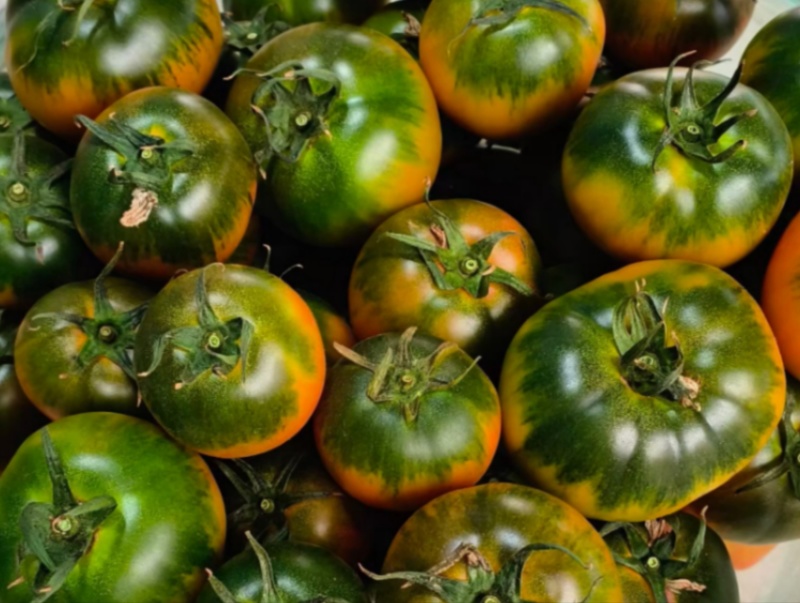 碱地西红柿柿子铁皮柿子碱大量上市口感香甜保质保量欢迎选购