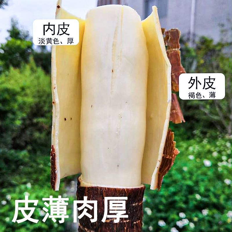 华南9号食用木薯供应链