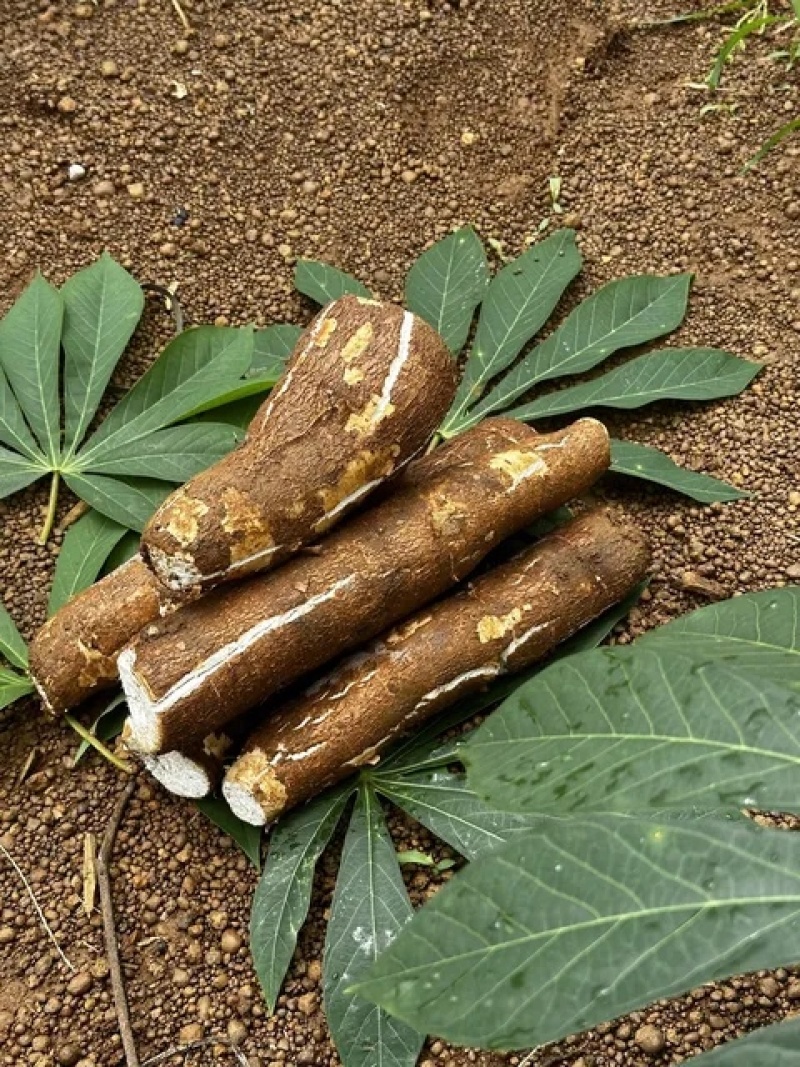 华南9号食用木薯供应链