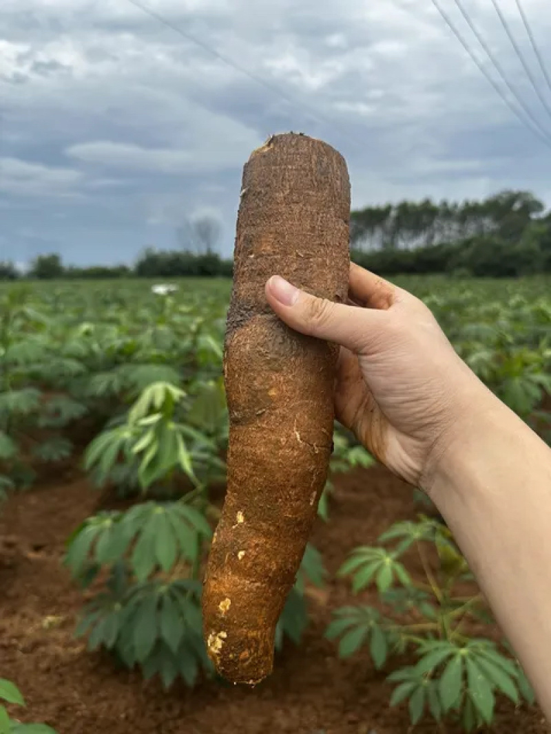 华南9号食用木薯供应链