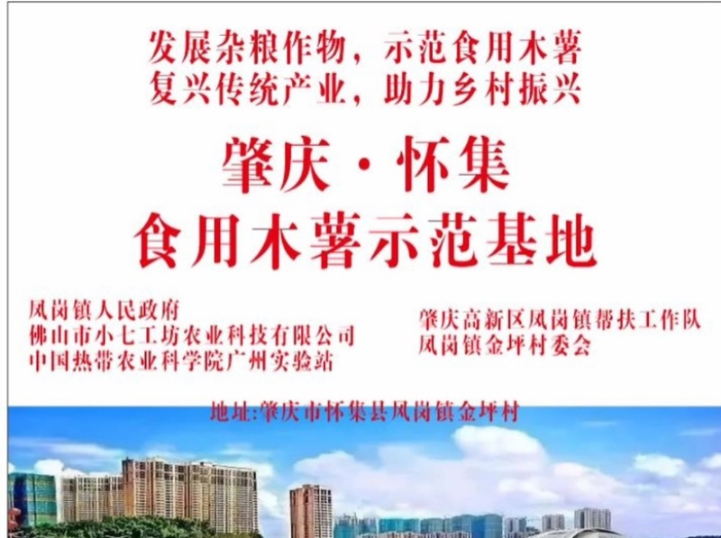 华南9号食用木薯供应链