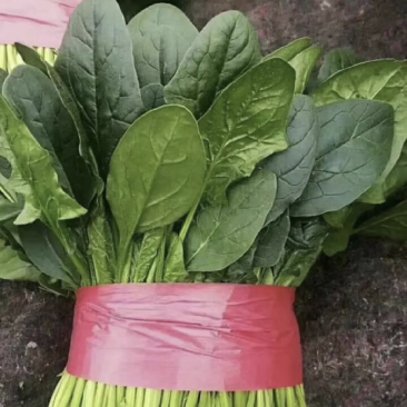 新鲜菠菜，营养丰富，健康美味！产地直发