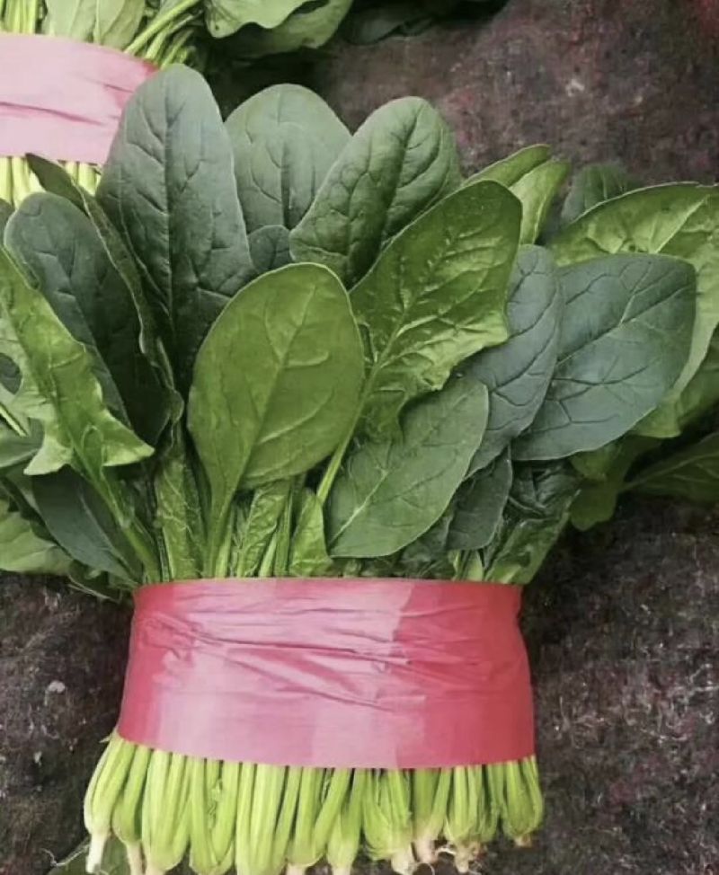 新鲜菠菜，营养丰富，健康美味！产地直发