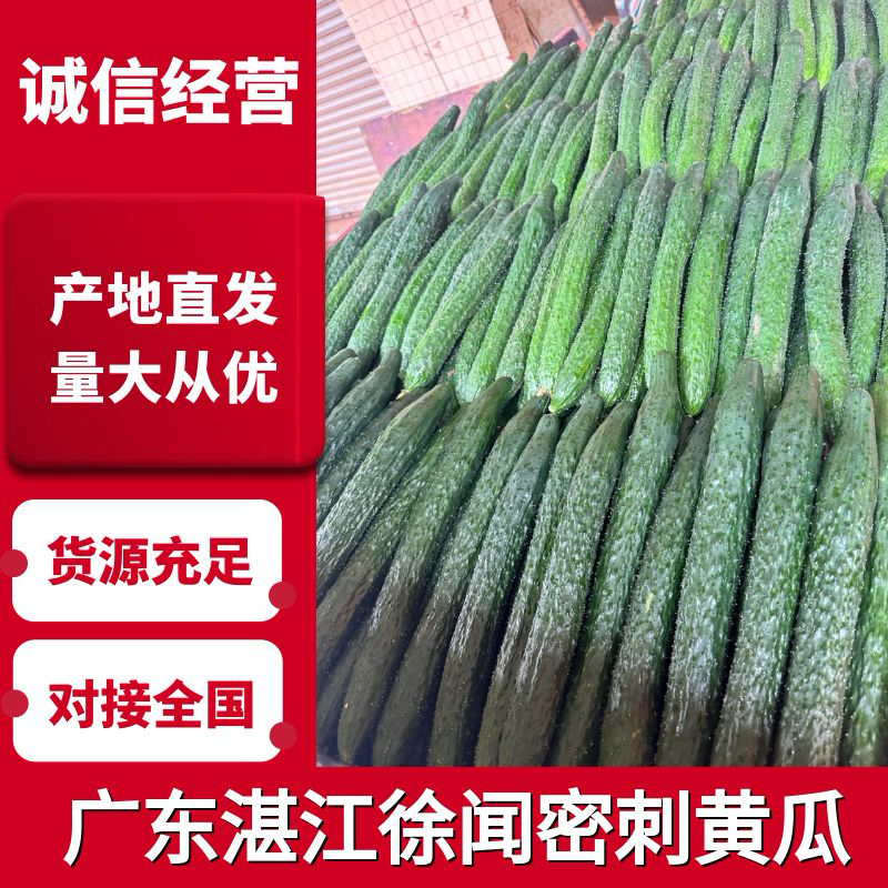 黄瓜基地直发，产地精品密刺黄瓜靓货欢迎来咨询了解