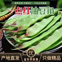 一点红油豆角新鲜蔬菜现摘九月青面豆角一件代发批发